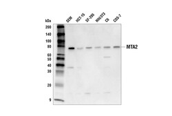 Cell Signaling Technology&nbsp;MTA2 Antibody 100 ul