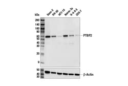 Cell Signaling Technology&nbsp;PTBP2 Antibody 100 ul