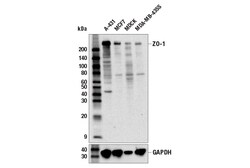 Cell Signaling Technology&nbsp;ZO-1 6B6E4 Rat mAb 100 ul