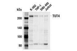Cell Signaling Technology&nbsp;TUT4 E9D9T Rabbit mAb 100 ul