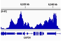 Cell Signaling Technology&nbsp;SPT6 D6J9H Rabbit mAb 100 ul