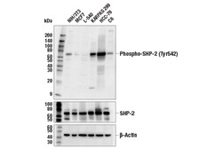 Cell Signaling Technology&nbsp;Phospho-SHP-2 Tyr542 E8D6V