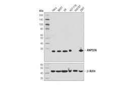 Cell Signaling Technology&nbsp;ANP32A D7Z5U Rabbit mAb 100