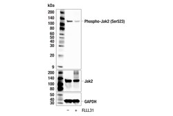 Cell Signaling Technology&nbsp;Phospho-Jak2 Ser523 F8E8U