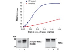 Cell Signaling Technology&nbsp;FastScantm Phospho-HSP27 Se