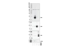 Cell Signaling Technology&nbsp;LC3A E5D5M Rabbit mAb 100 ul