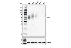 Cell Signaling Technology&nbsp;CD80 E3Q9V Rabbit mAb 100 ul