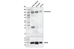 Cell Signaling Technology&nbsp;F3/Contactin D7D4X Rabbit mA