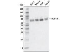 Cell Signaling Technology&nbsp;DCP1A D6V1R Rabbit mAb 100 u