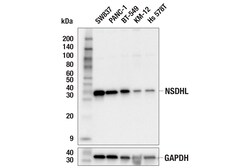 Cell Signaling Technology&nbsp;NSDHL F3P8W Rabbit mAb 100 u