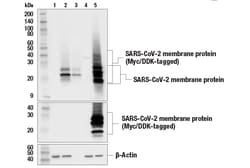 Cell Signaling Technology&nbsp;SARS-CoV-2 Membrane Protein E