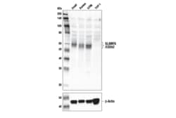 Cell Signaling Technology&nbsp;SLAMF6/CD352 Antibody 100 ul