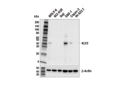 Cell Signaling Technology&nbsp;KLF2 E2Z1H Rabbit mAb 100 ul
