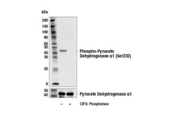Cell Signaling Technology&nbsp;Phospho-Pyruvate Dehydrogenase