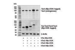 Cell Signaling Technology&nbsp;Tox4 Antibody 100 ul