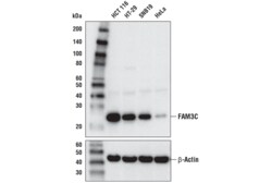 Cell Signaling Technology&nbsp;FAM3C D1S2D XPR Rabbit mAb
