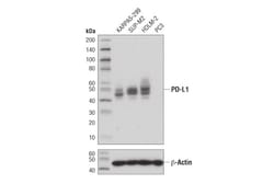 Cell Signaling Technology&nbsp;PD-L1 Extracellular Domain Sp