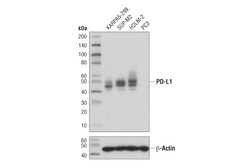 Cell Signaling Technology&nbsp;PD-L1 Extracellular Domain Sp