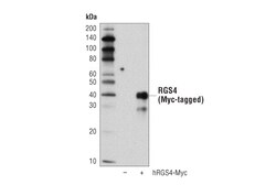 Cell Signaling Technology&nbsp;RGS4 D4V1P Rabbit mAb 100 ul