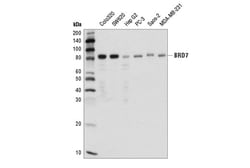 Cell Signaling Technology&nbsp;BRD7 D9K2T Rabbit mAb 100 ul