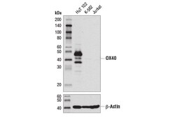 Cell Signaling Technology&nbsp;OX40 D1S6L Rabbit mAb 100 ul