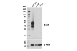 Cell Signaling Technology&nbsp;OX40 D4N3K Rabbit mAb 100 ul