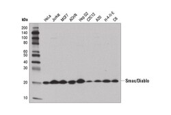 Cell Signaling Technology&nbsp;Smac/Diablo D5S3R Rabbit mAb