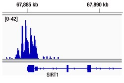 Cell Signaling Technology&nbsp;Aiolos D1C1E Rabbit mAb 20 u