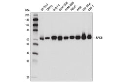 Cell Signaling Technology&nbsp;APC8 D5O2D Rabbit mAb 100 ul