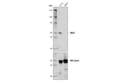 Cell Signaling Technology&nbsp;Akt3 E1Z3T Rabbit mAb 100 ul