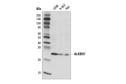 Cell Signaling Technology&nbsp;ALKBH7 Antibody 100 ul