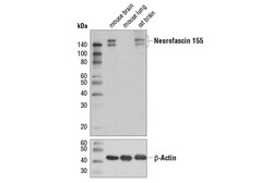 Cell Signaling Technology&nbsp;Neurofascin 155 D7B6O Rabbit