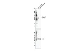 Cell Signaling Technology&nbsp;Phospho-Tau Ser416 D7U2P R