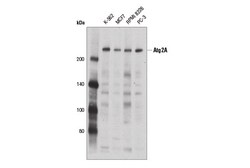 Cell Signaling Technology&nbsp;Atg2A Antibody 100 ul