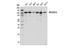 Cell Signaling Technology&nbsp;MTHFD1L D8T7LRabbit mAb 100
