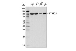 Cell Signaling Technology&nbsp;MTHFD1L D7O8ERabbit mAb 100
