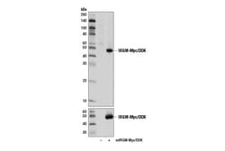 Cell Signaling Technology&nbsp;IRGM Antibody 100 ul