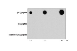 Cell Signaling Technology&nbsp;beta-Amyloid pE3 Peptide D5