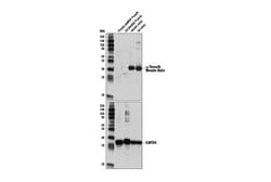Cell Signaling Technology&nbsp;alpha-Smooth Muscle Actin Anti