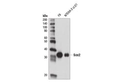 Cell Signaling Technology&nbsp;Sox2 D1C7J XPR Rabbit mAb