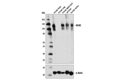 Cell Signaling Technology&nbsp;HCN2 D1C6I Rabbit mAb 100 ul
