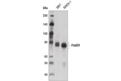 Cell Signaling Technology&nbsp;FoxO1 D7C1H Mouse mAb 20 ul