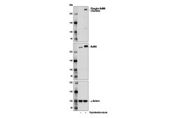 Cell Signaling Technology&nbsp;Phospho-NuMA Thr2055 Antibod