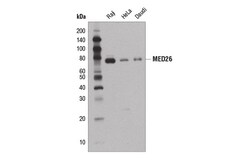 Cell Signaling Technology&nbsp;MED26 D4B1X Rabbit mAb 100 u