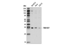 Cell Signaling Technology&nbsp;TBC1D7 D8K1Y Rabbit mAb 100