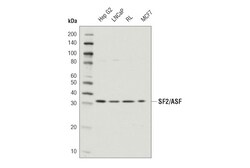 Cell Signaling Technology&nbsp;SF2/ASF D6S7V Rabbit mAb 100