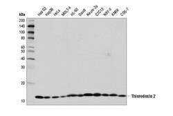 Cell Signaling Technology&nbsp;Thioredoxin 2D1C9L Rabbit m