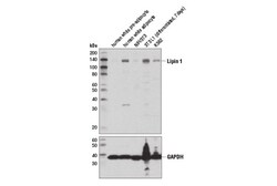 Cell Signaling Technology&nbsp;Lipin 1D2W9G Rabbit mAb 100