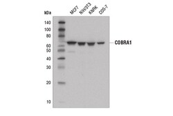 Cell Signaling Technology&nbsp;COBRA1 D6K9A Rabbit mAb 100