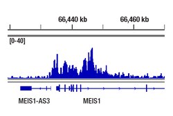 Cell Signaling Technology&nbsp;MLLT1/ENL D9M4B Rabbit mAb 1